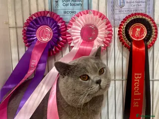 British Shorthair cats BritishShorthairBlue GCCF proven stud for mating - Advert 1