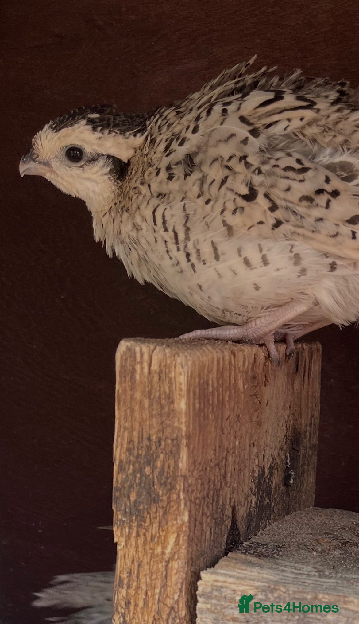 Quail poultry Snowflake Bobwhite Quail - Advert 1