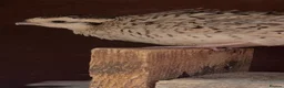 Quail poultry for sale: Snowflake Bobwhite Quail in Ross-on-Wye - Advert 1