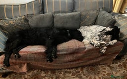 English Setter dogs for sale: 2yr. Pedigree working English setter sale/share - Image 23