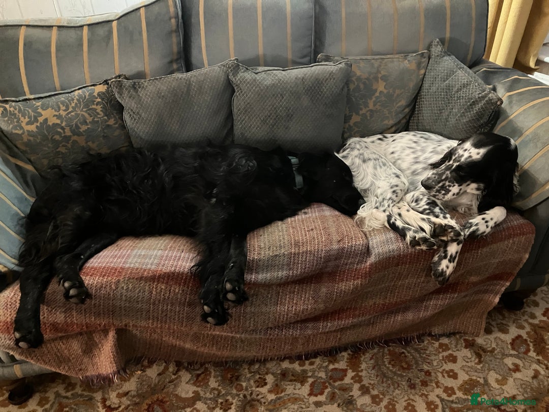 English Setter dogs for sale: 2yr. Pedigree working English setter sale/share - Image 23