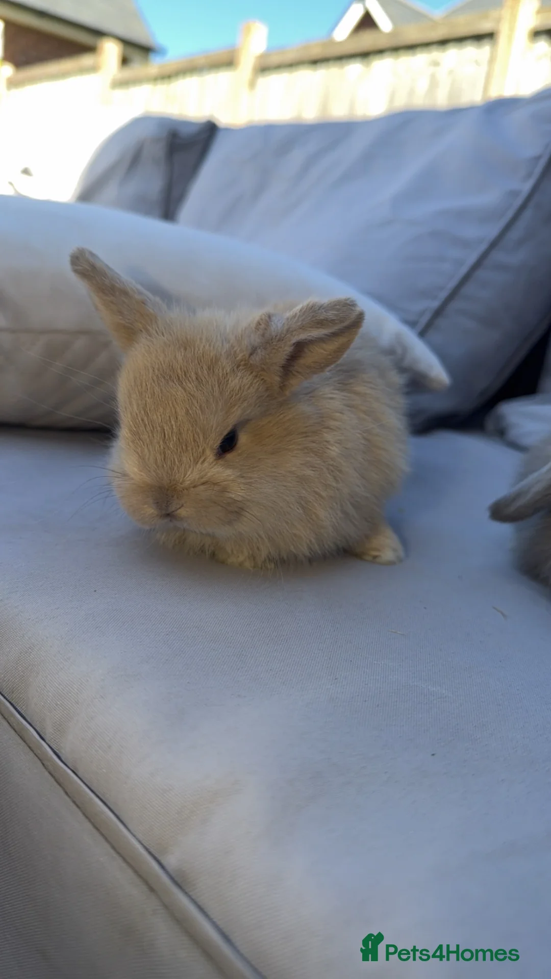 Mini Lop rabbits for sale: Mini lop bunnies - Advert 2