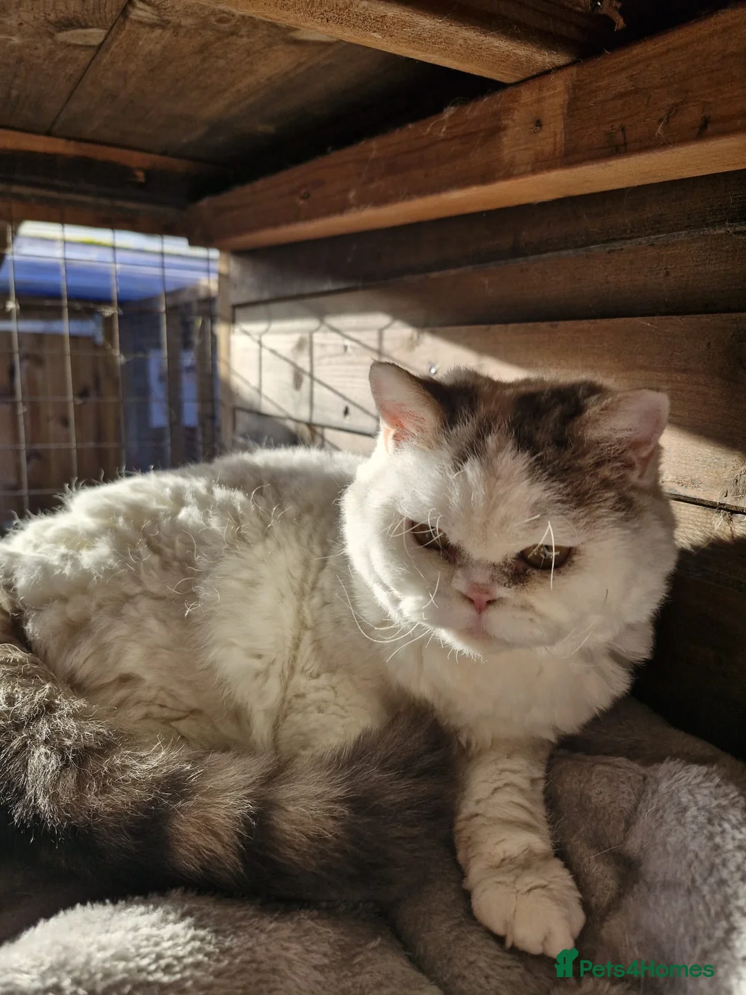 Selkirk Rex cats for sale: Tica reg curly selkirk rex  - Advert 2