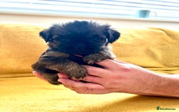 Griffon Bruxellois dogs for sale: Griffon Bruxellois Puppies - Image 9