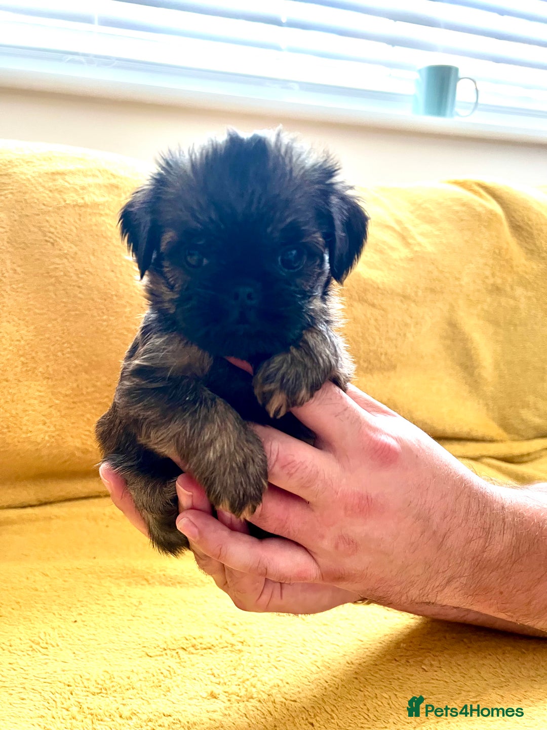 Griffon Bruxellois dogs for sale: Griffon Bruxellois Puppies - Image 9