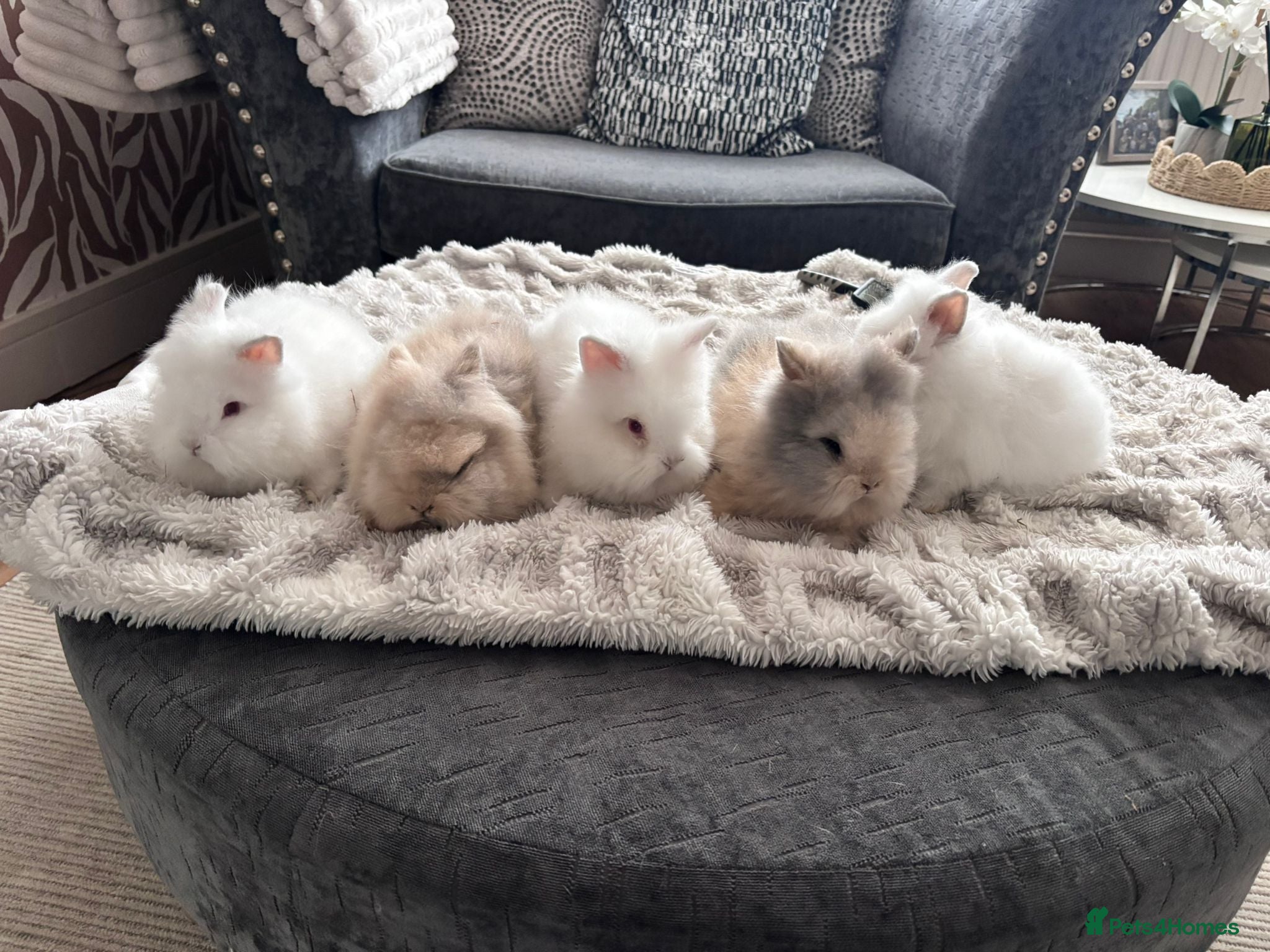 Mixed Breed rabbits Double Manned Lionhead Dwarf Rabbits  - Advert 1