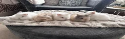 Mixed Breed rabbits for sale: Double Manned Lionhead Dwarf Rabbits  - Advert 1