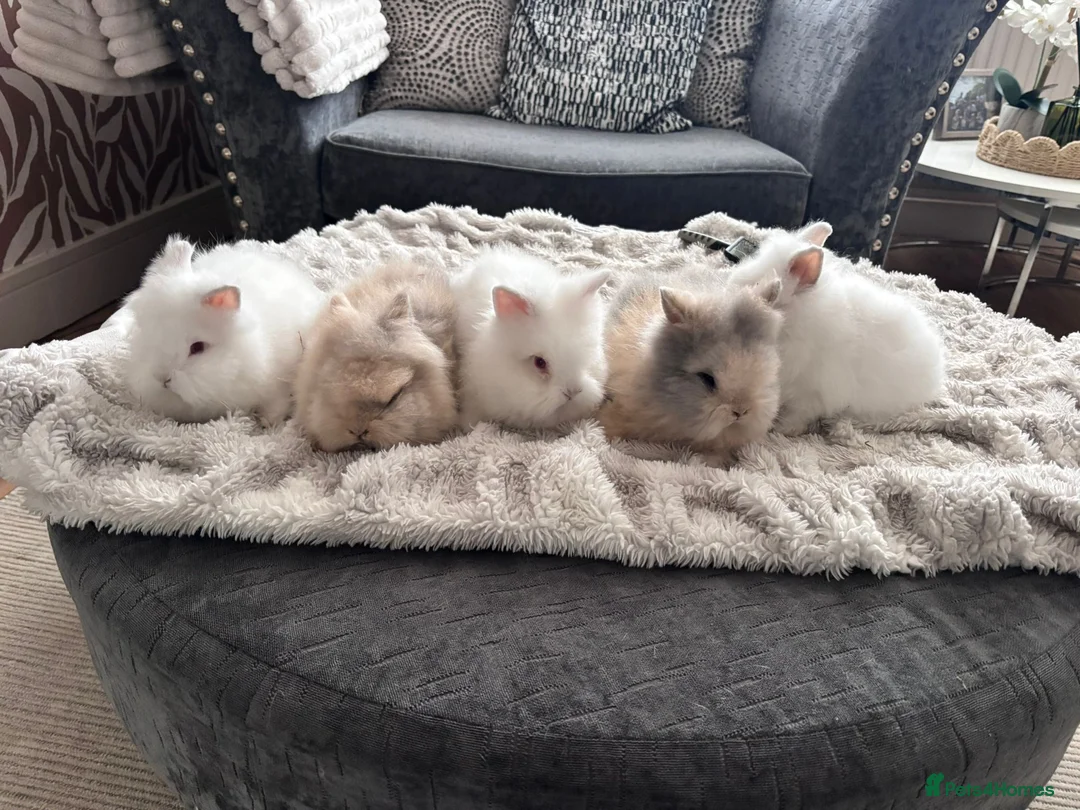 Mixed Breed rabbits for sale: Double Manned Lionhead Dwarf Rabbits  - Advert 1