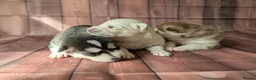 Siberian Husky dogs for sale: 7 Beautiful Siberian Husky puppies (5 available) - Advert 4
