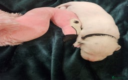 Dalmatian dogs for sale: 8 KC Dalmatian puppies  - Image 13