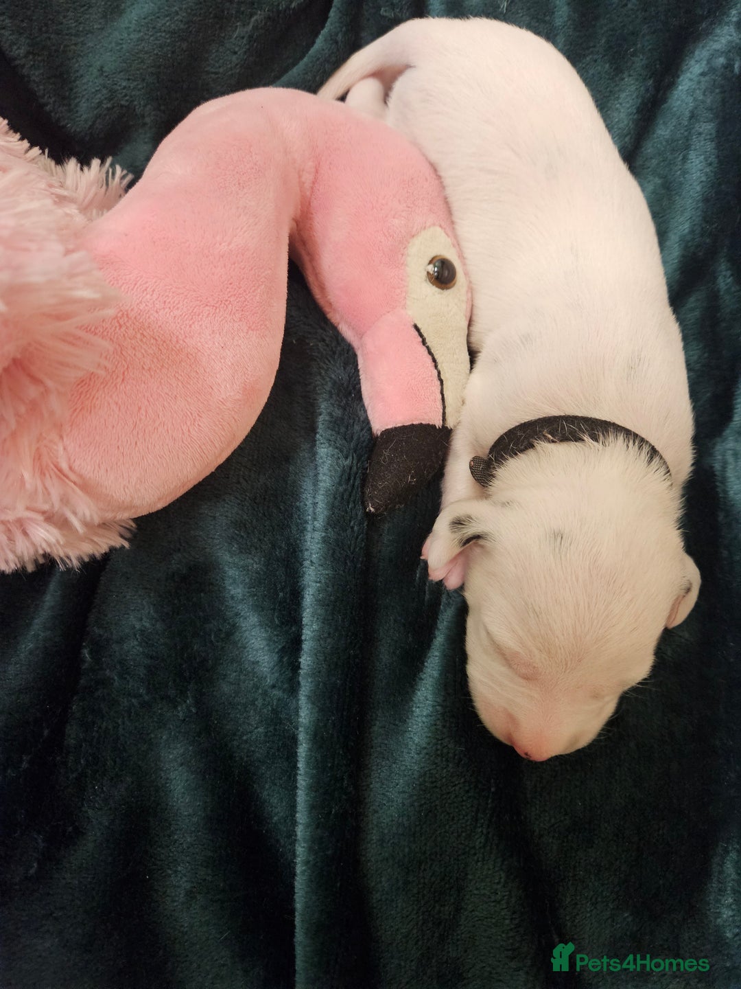 Dalmatian dogs for sale: 8 KC Dalmatian puppies  - Image 13
