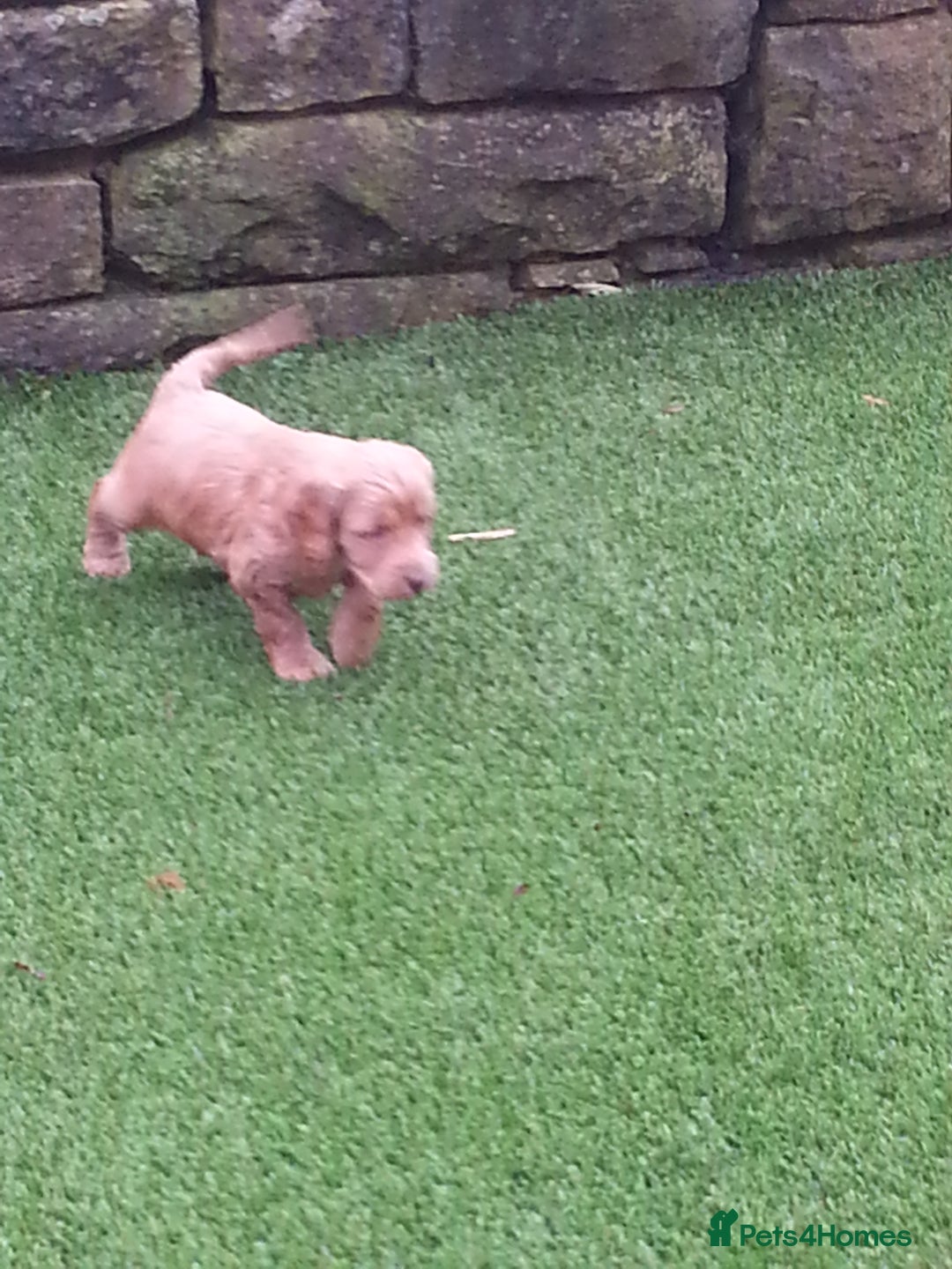 Cockapoo dogs for sale: F1 cockapoo puppies registered breeder  - Advert 9