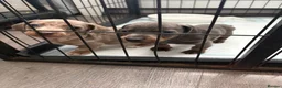 Dachshund dogs for sale: Dachshund Puppies - Advert 14