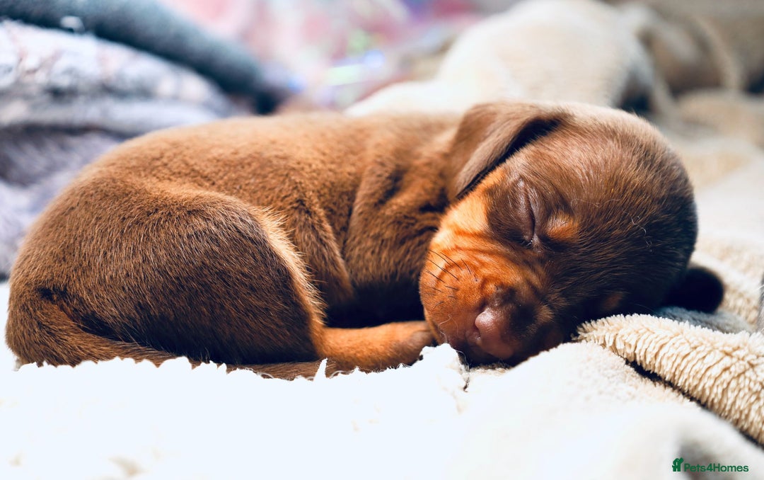 Dachshund dogs for sale: Dachshund Lovely Pupies Waiting for Forever Home - Image 5