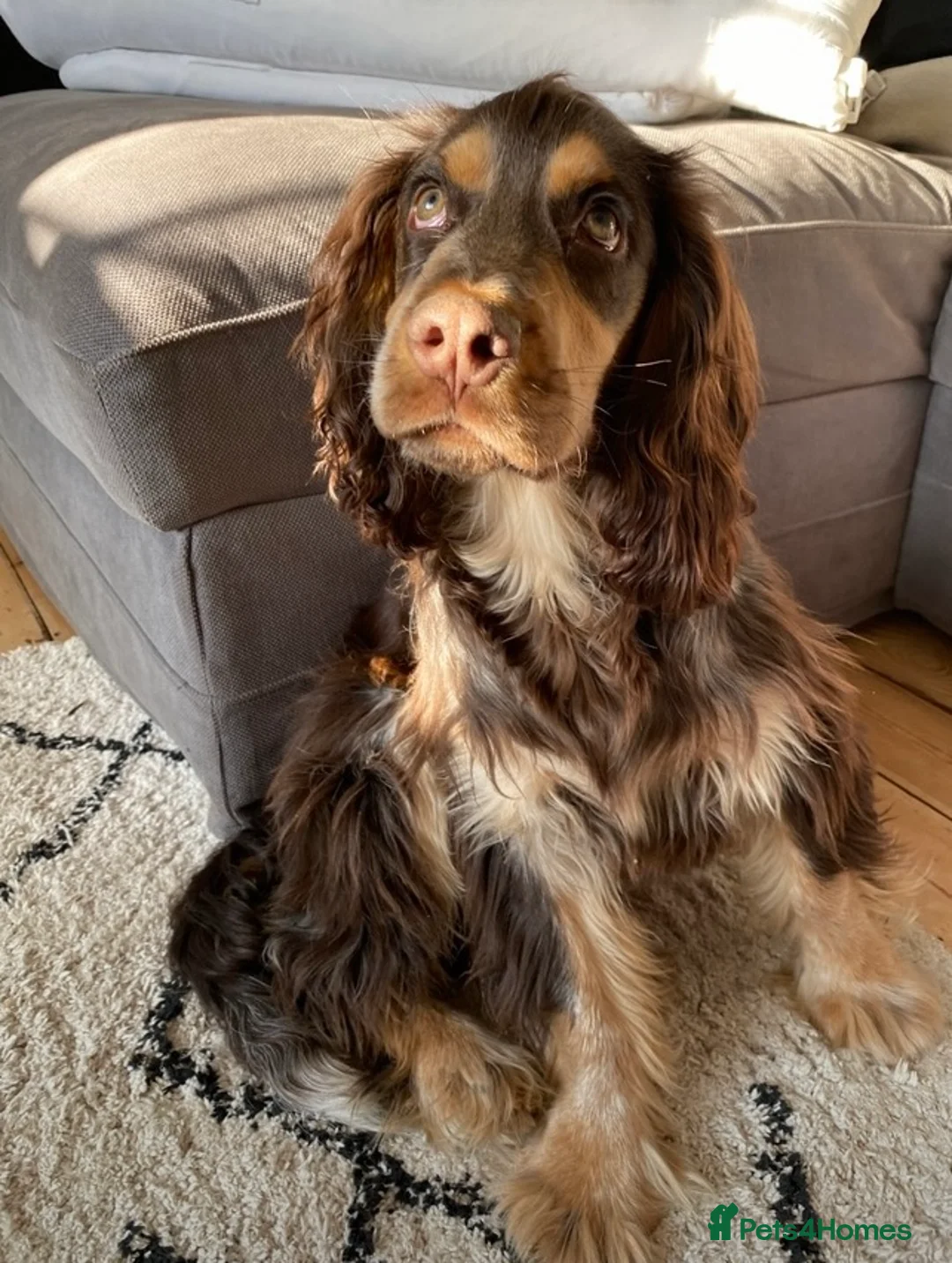Cocker Spaniel dogs for stud: PROVEN Cocker Spaniel-Chocolate Sable DNA TESTED in Henlow - Advert 6