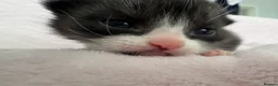 Mixed Breed cats for sale: Beautiful kittens for sale  - Advert 9
