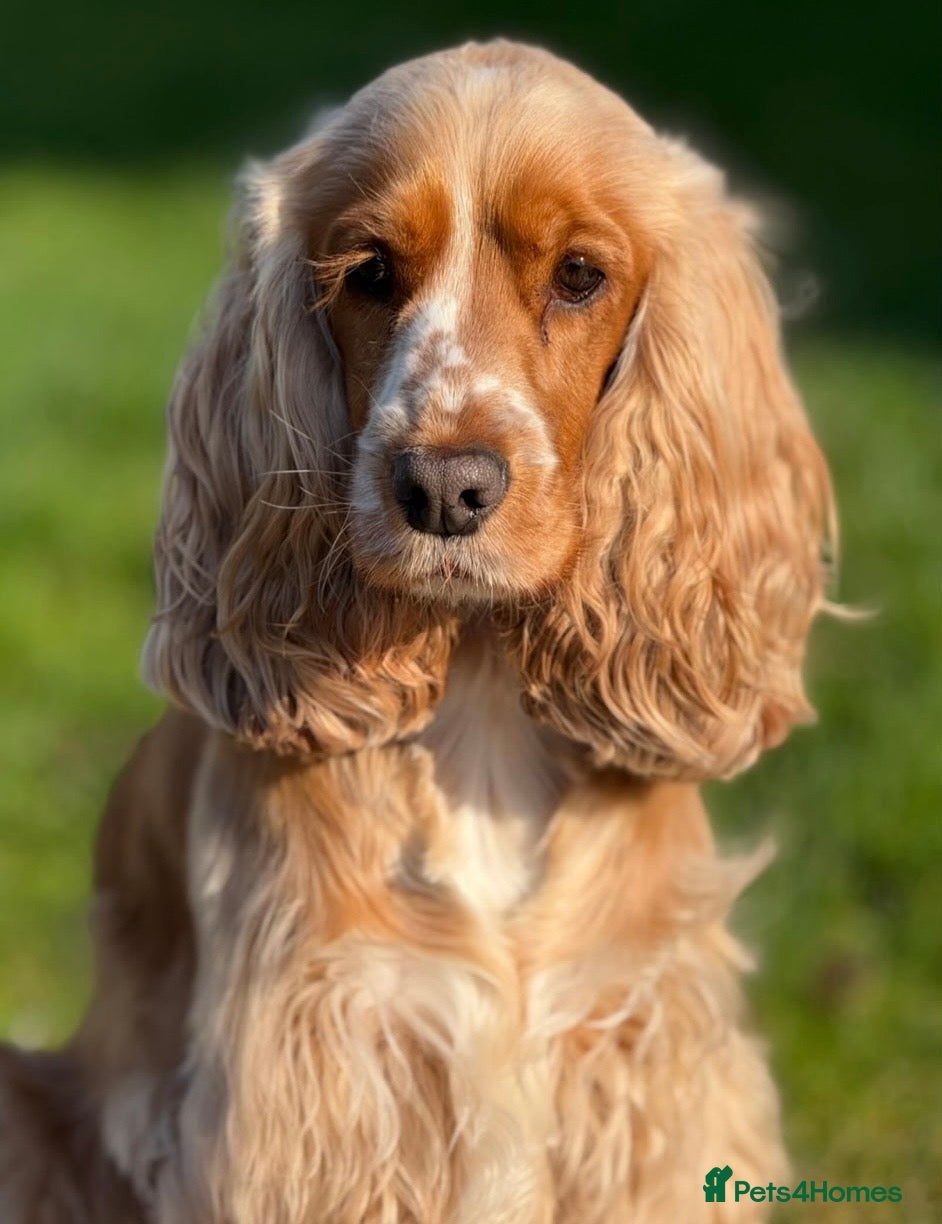Cocker Spaniel dogs KC Registered English Show Type Cocker Spaniels - Advert 1