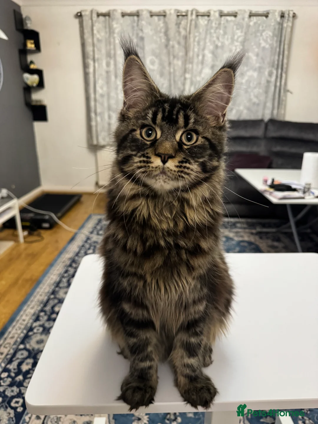 Maine Coon cats for sale: 1 left Purebred Maine Coon Kittens - TICA 🐾 - Advert 8