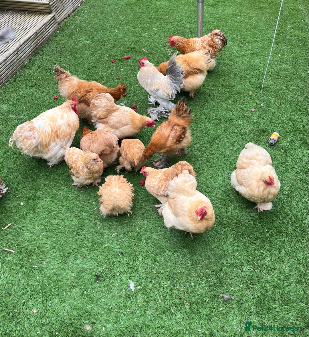 Chickens poultry for sale: 💕Bantam Pekins for sale 2025 birds 💕 - Image 8