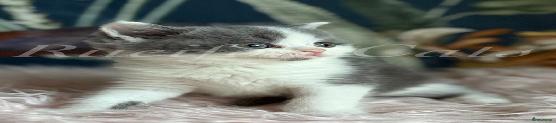 British Shorthair Kitten 