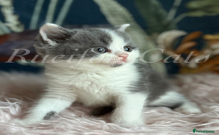 British Shorthair cats - Advert 2
