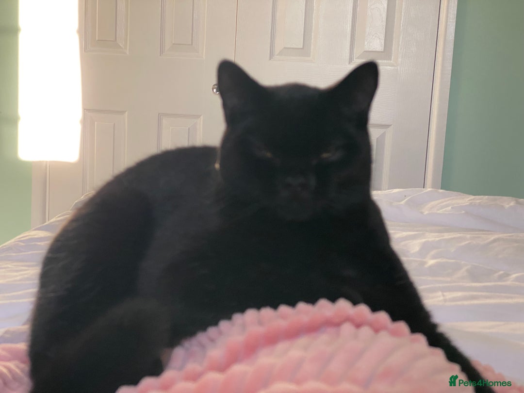British Shorthair cats for sale: Stunning Unique Pedigree Black British Shorthair  - Advert 13
