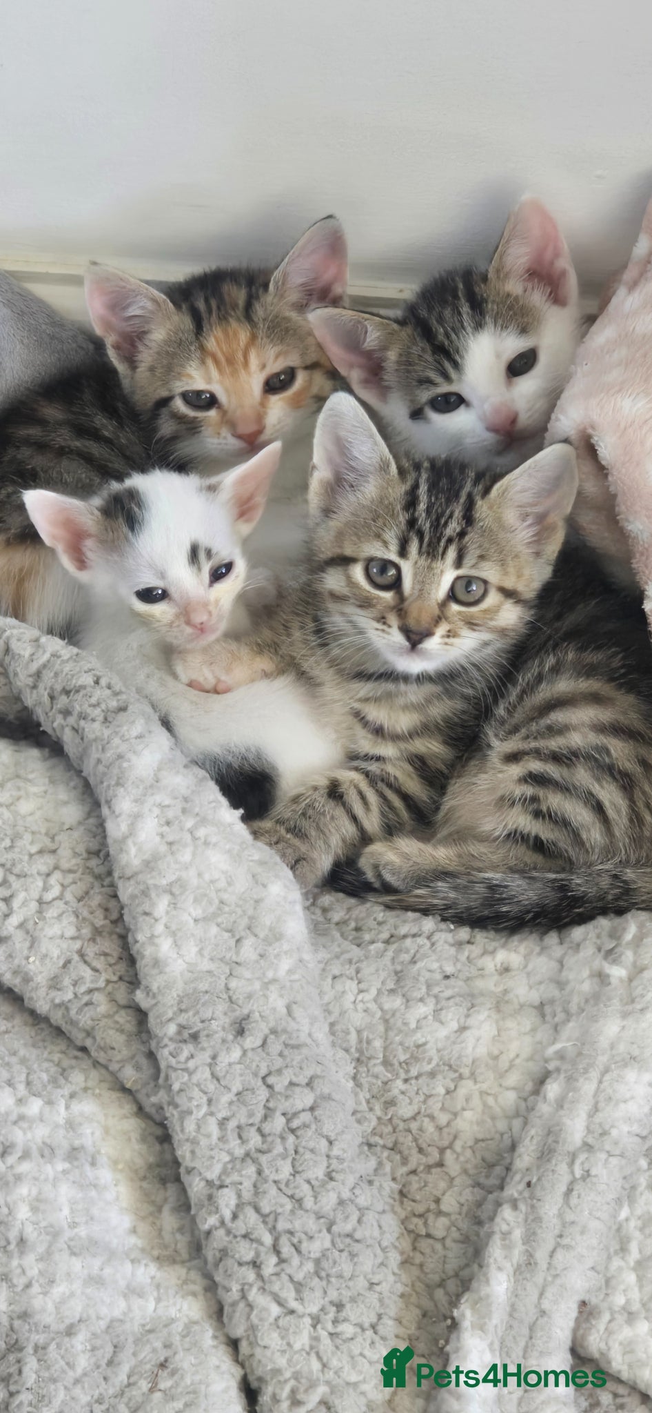 Mixed Breed cats for sale: Adorable kittens for sale - Advert 1