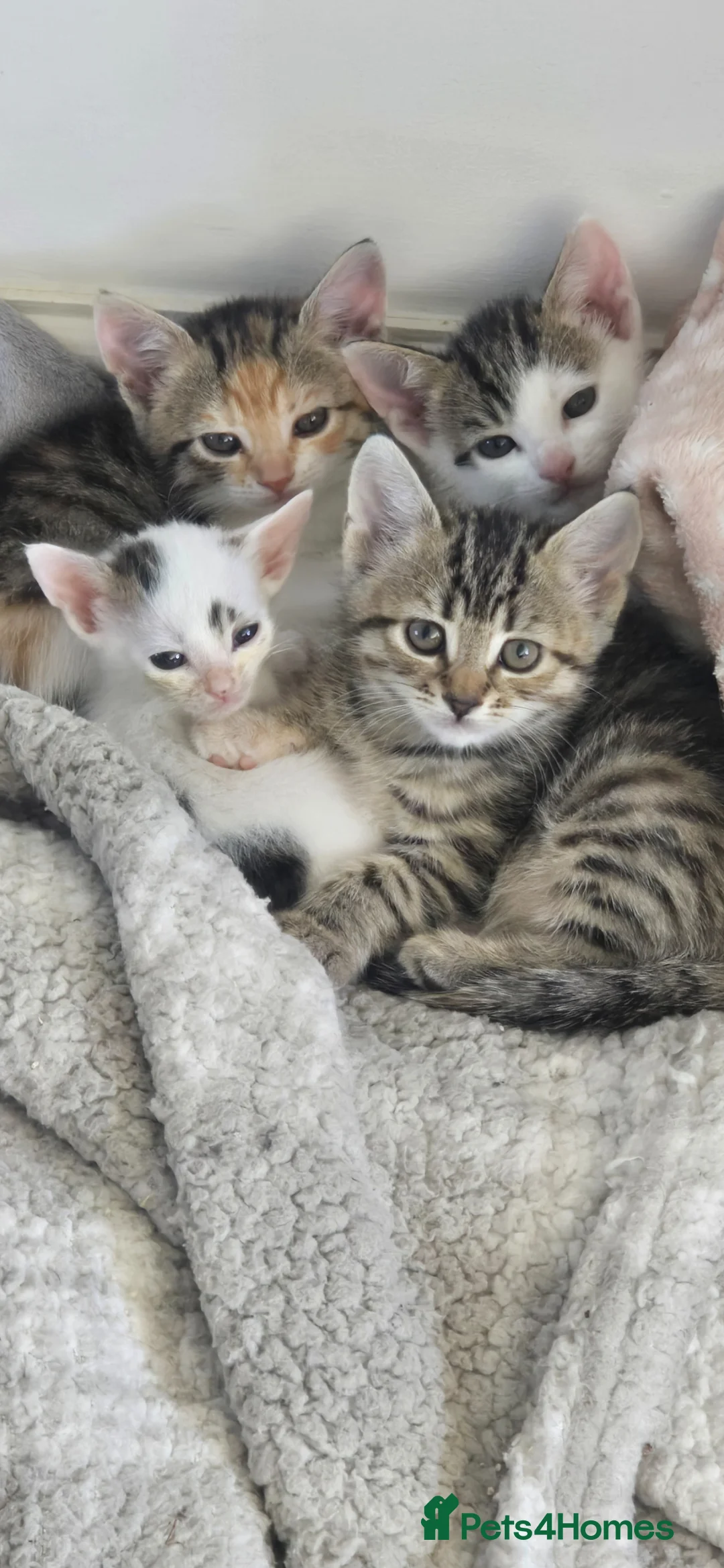 Mixed Breed cats for sale: Adorable kittens for sale in Basildon - Advert 1