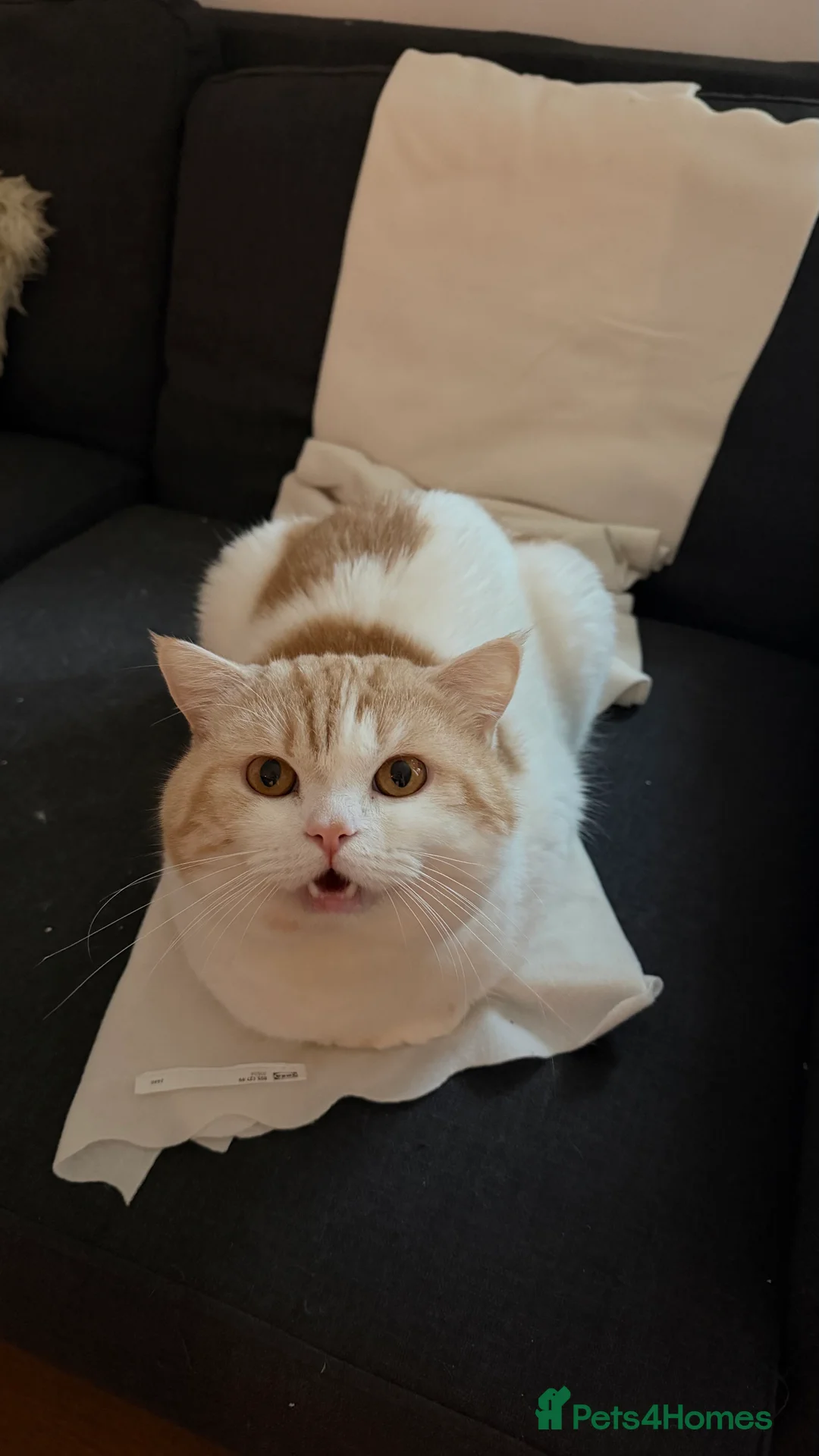 British Shorthair cats for sale: Ginger in London - Advert 2