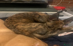 Mixed Breed dogs for sale: malinois x lurcher  - Advert 2