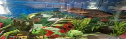 Cichlids fish for sale: Cichlids for sales - Advert 8