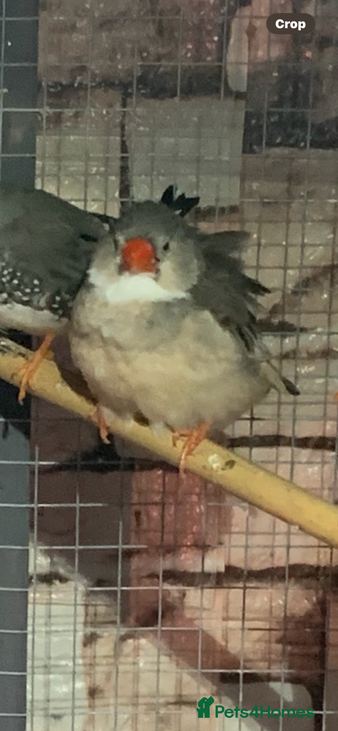 Finches birds for sale: Female Zebra finch  - Advert 3