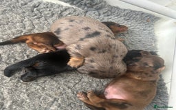 Dachshund dogs for sale: STANDARD KC REG LONGHAIRED DAPPLED DACHSOUNDS - Image 6