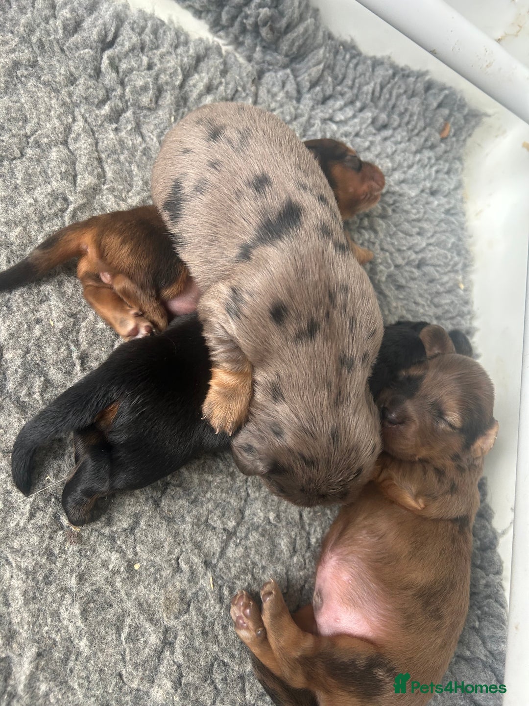 Dachshund dogs for sale: STANDARD KC REG LONGHAIRED DAPPLED DACHSOUNDS - Image 6