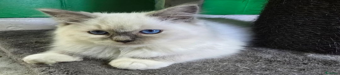 Ragdoll Kitten 5