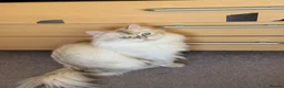 British Longhair cats for sale: British long hair White colour point  - Advert 9