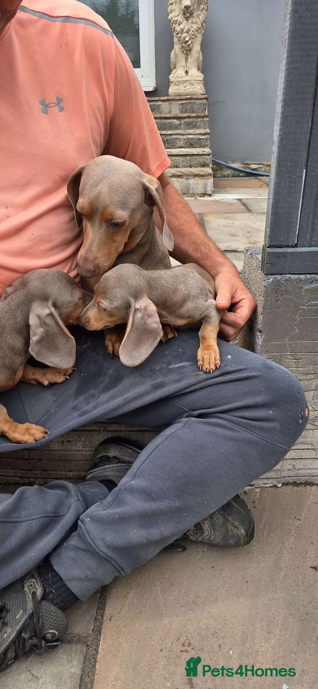 Miniature Dachshund dogs for sale: Dachshund puppies  - Advert 5