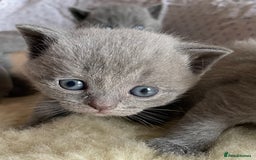 British Shorthair cats for sale: Female pure British shorthair kittens - Image 3