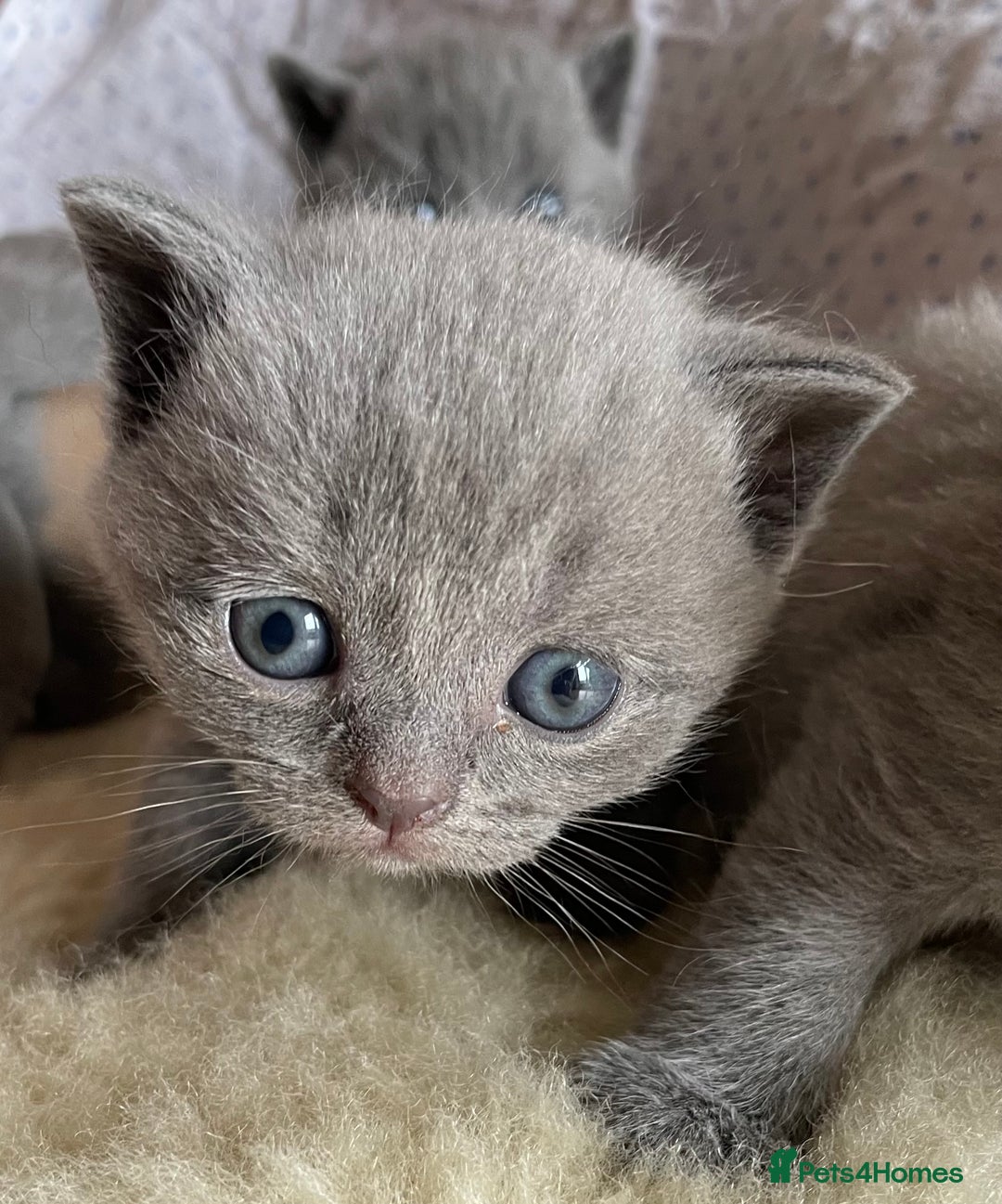 British Shorthair cats for sale: Female pure British shorthair kittens - Image 3