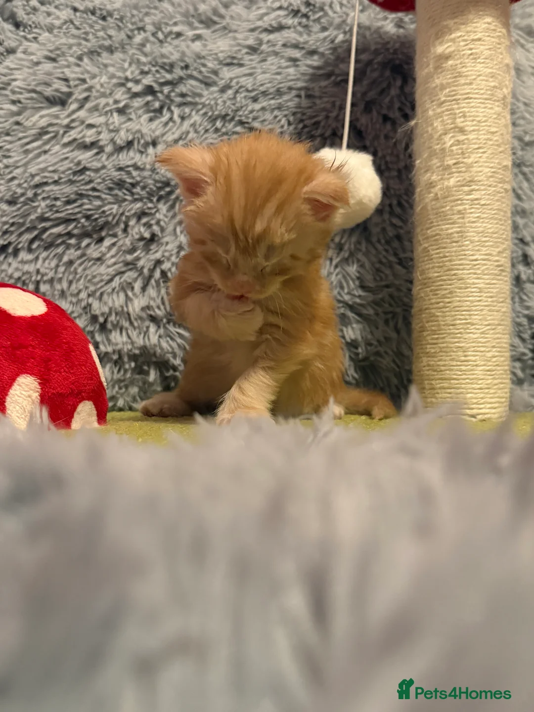 Maine Coon cats for sale: Maine coon kittens reds stunning pedigree’s  - Advert 11