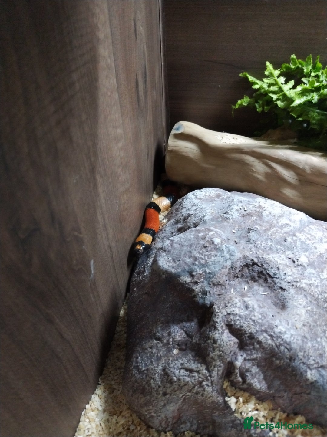 Milk Snake reptiles for sale: Apricot pueblan milk snake  - Image 3