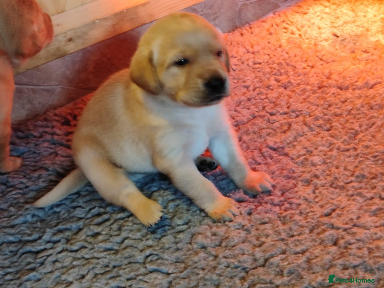 Labrador Retriever dogs Gorgeous KC reg labrador pups from champion line - Advert 8