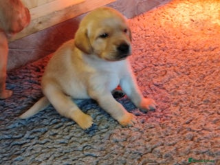 Labrador Retriever dogs Gorgeous KC reg labrador pups from champion line - Advert 8