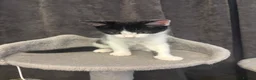 Mixed Breed cats for sale: 4 kittens 11 weeks old  - Advert 5
