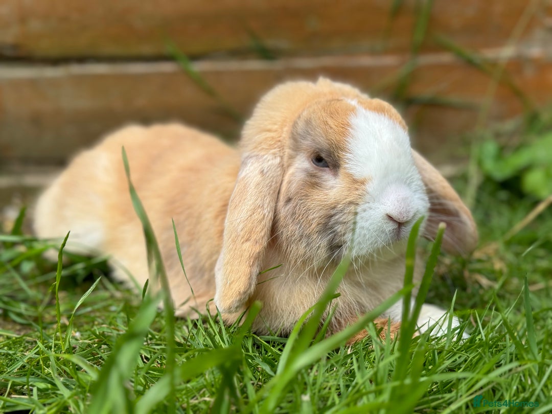 Mini Lop rabbits for sale: Mini Lop Buck  - Advert 6