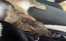 Mixed Breed rabbits for sale: Female mixed breed rabbit  - Advert 4