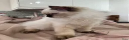 Ragdoll cats for sale: RAGDOLL BOY colour point chocolate pedigree in Birkenhead - Advert 5