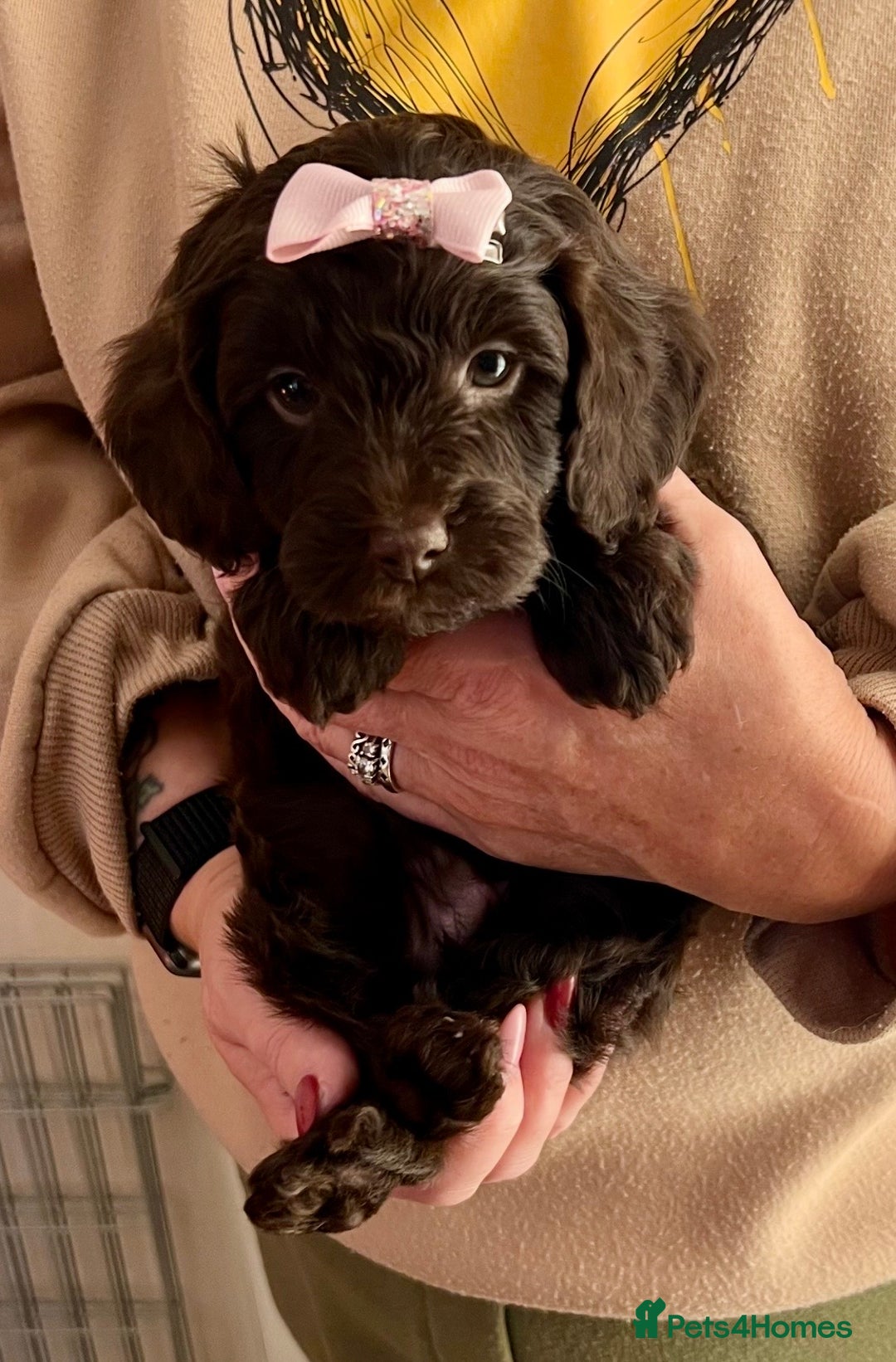 Cavapoo dogs for sale: TOY Fluffy Cavapoo’s From Health Tested Parents - Image 17