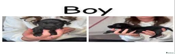 Patterdale Terrier dogs for sale: PURE Patterdale Terrier  in Burnley - Advert 11