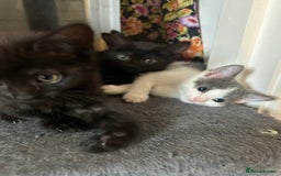 Mixed Breed cats for sale: ❤️ Burmese/White Russian Mixed (kittens) 4 Left - Image 4